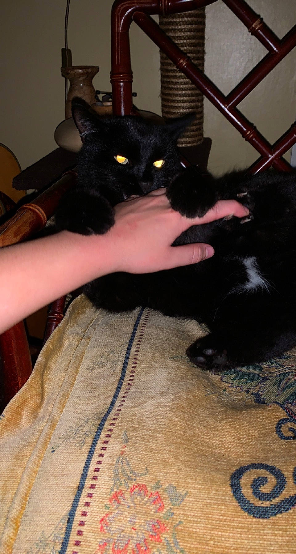 Tank joined the competition — help win amazing prizes! black_cat, bombay, carnivore, cat, claw, comfort, domestic_short_haired_cat, felidae, flooring, foot, fur, gesture, human_leg, lap, sitting, small_to_medium_sized_cats, snout, tail, thigh, whiskers