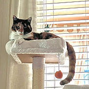 Calypso is registered to the contest to win money with this photo: animal, black, brown, calico_cat, cat, cat_tree, cozy, curious, feline, fur, indoor, orange, pet, plush, relaxed, sunlight, tail, toy_ball, white, window_blinds