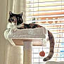 animal, black, brown, calico_cat, cat, cat_tree, cozy, curious, feline, fur, indoor, orange, pet, plush, relaxed, sunlight, tail, toy_ball, white, window_blinds