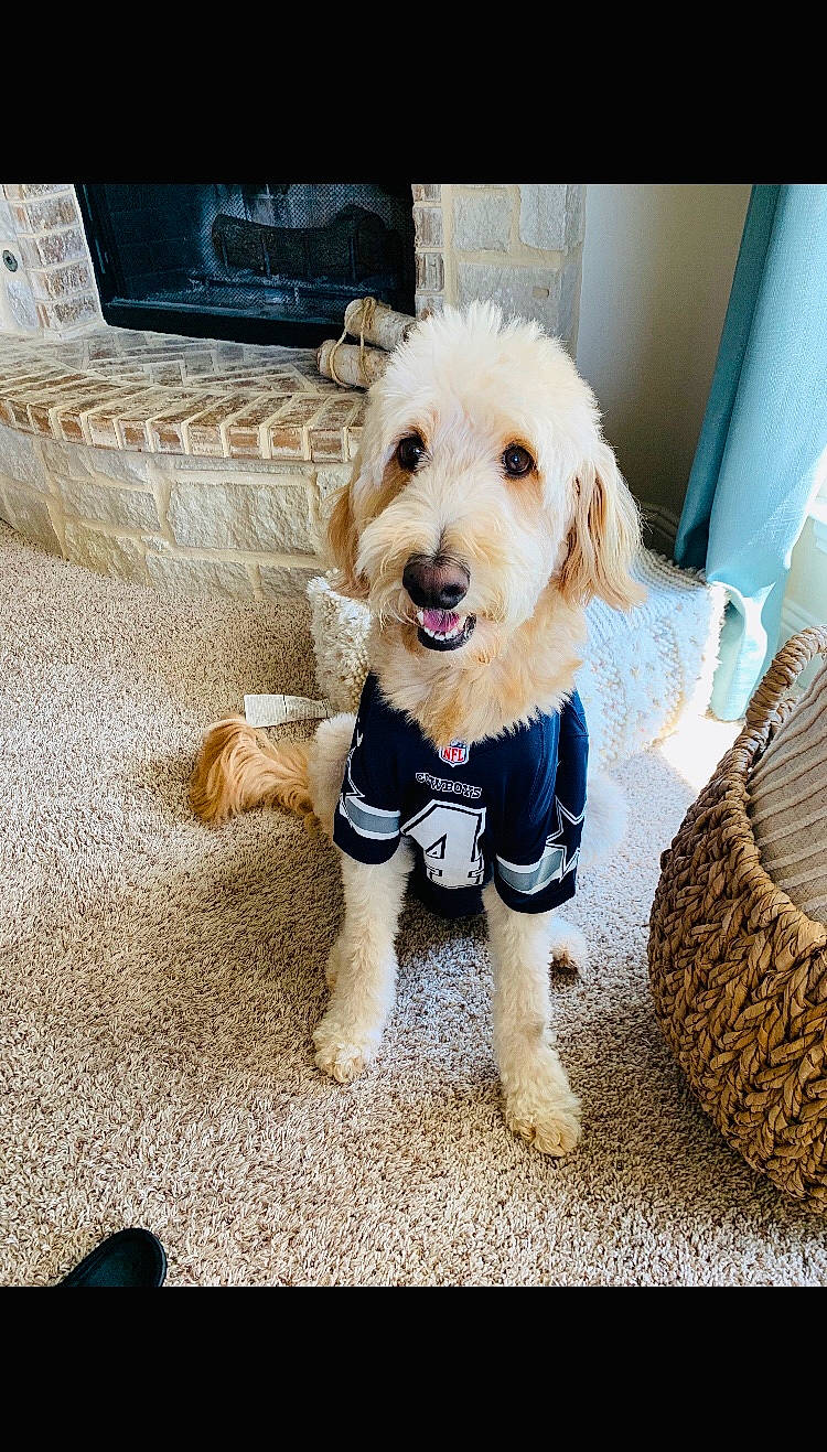 Teddy is registered to the contest to win money with this photo: canidae, carnivore, cockapoo, companion_dog, dog, dog_breed, dog_clothes, goldendoodle, labradoodle, maltepoo, maltese, mammal, morkie, poodle, puppy, rare_breed_dog, schnoodle, sporting_group, toy_dog, vertebrate