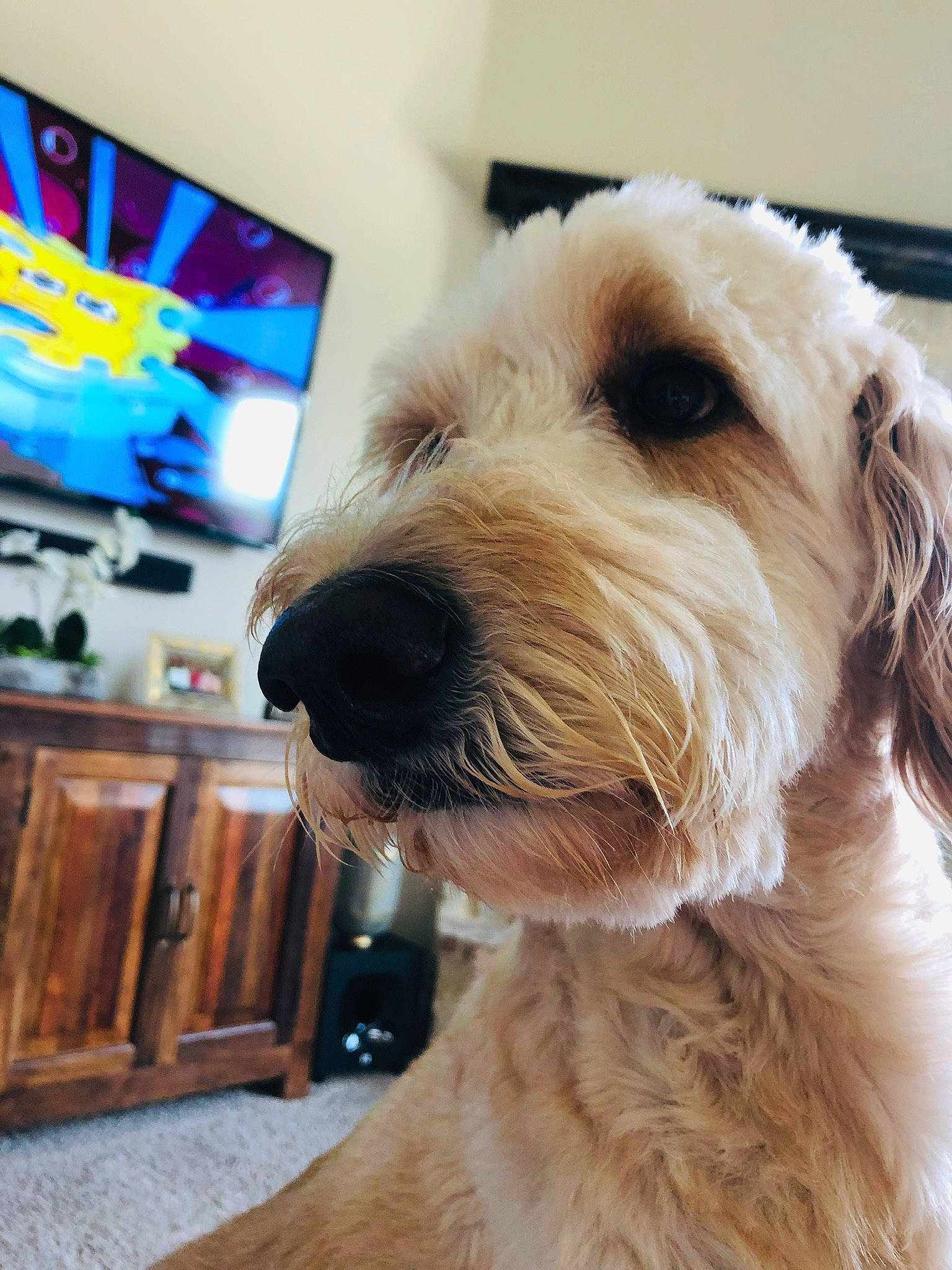 Teddy is registered to the contest to win money with this photo: briquet_griffon_vendeen, canidae, carnivore, companion_dog, dog, dog_breed, dutch_smoushond, goldendoodle, irish_soft_coated_wheaten_terrier, labradoodle, mammal, petit_basset_griffon_vendeen, poodle_crossbreed, rare_breed_dog, schnoodle, snout, sporting_group, sporting_lucas_terrier, terrier, vertebrate