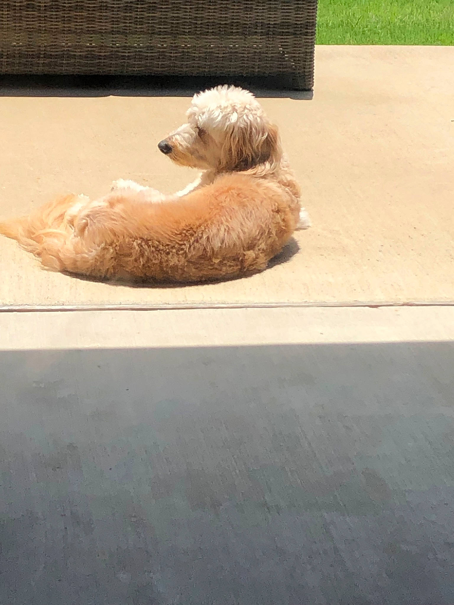 Teddy joined the competition — help win amazing prizes! american_cocker_spaniel, canidae, carnivore, cockapoo, companion_dog, dog, dog_breed, floor, flooring, goldendoodle, irish_soft_coated_wheaten_terrier, labradoodle, miniature_poodle, non_sporting_group, poodle, poodle_crossbreed, sporting_group, standard_poodle, toy_dog, toy_poodle