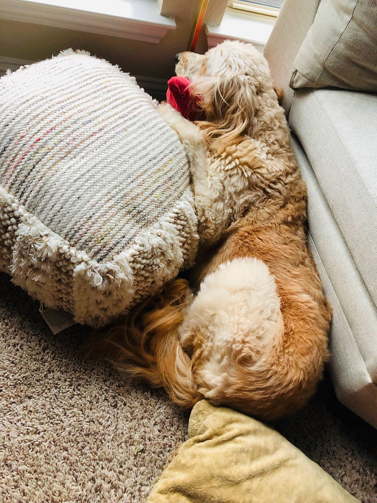 Teddy joined the competition — help win amazing prizes! bedding, beige, blanket, cat, comfort, crochet, fawn, felidae, fur, furniture, knitting, linens, nap, pillow, room, sleep, textile, wool