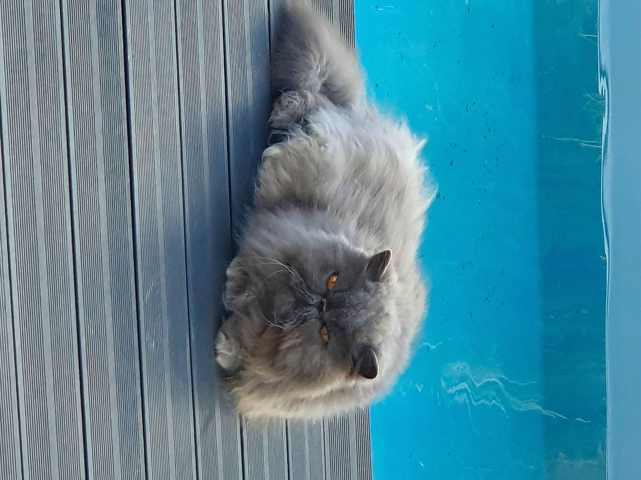 Ines a rejoint le concours — aidez-le/la à gagner de superbes lots ! british_longhair, carnivore, cat, dog_breed, electric_blue, eye, fawn, felidae, fur, grey, plant, small_to_medium_sized_cats, snout, sporting_group, tail, terrestrial_animal, whiskers, wildlife, window, wood