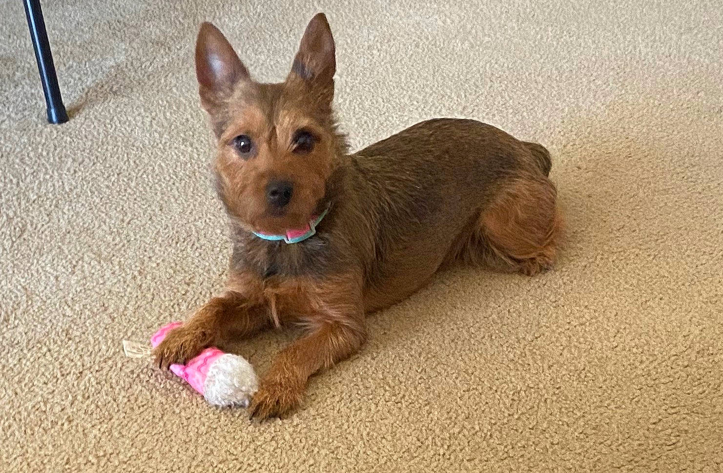 Bella is registered to the contest to win money with this photo: canidae, carnivore, companion_dog, dog, dog_breed, dog_supply, fawn, fur, liver, non_sporting_group, puppy, snout, sporting_group, tail, terrestrial_animal, terrier, toy_dog, water_dog, working_animal, working_terrier