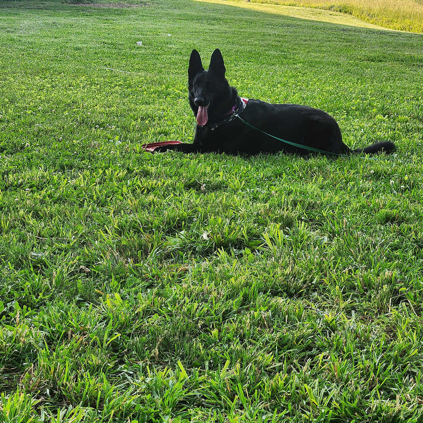 Molly is registered to the contest to win money with this photo: animal, black_dog, canine, daytime, dog, field, frisbee, grass, greenery, lawn, leash, nature, outdoor, park, pet, relaxed, summer, sunny, tongue_out, trees