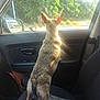 dog, car, window, sunlight, seat, interior, animal, pet, greenery, daylight, road, reflection, side_mirror, travel, curious, small_dog, looking_out, sunny, vehicle, back_view