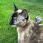 River is registered to the contest to win money with this photo: cat, siamese_cat, blue_eyes, animal, pet, grass, outdoor, nature, tree, fur, whiskers, closeup, sitting, curious, mammal, daylight, green, background, domestic_animal, collar