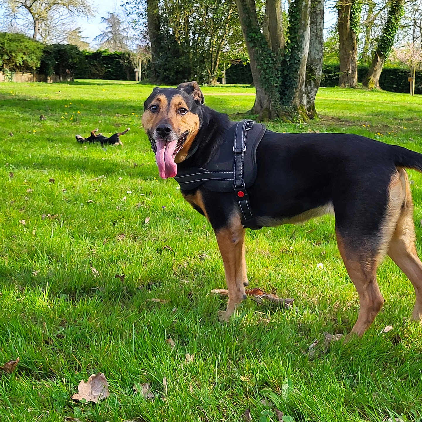 Mya participe au concours pour gagner de l'argent avec cette photo : animal, canine, daytime, dog, field, grass, greenery, happy, harness, leaves, mammal, nature, outdoor, park, pet, playful, summer, sunny, tongue_out, trees