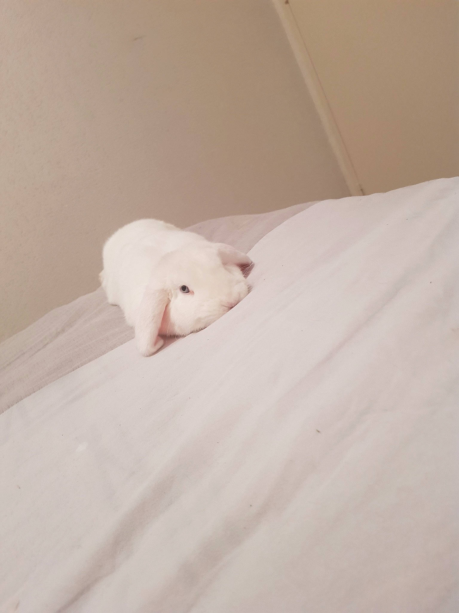 Lina a rejoint le concours — aidez-le/la à gagner de superbes lots ! bed_sheet, canidae, ear, non_sporting_group, room, tail, white