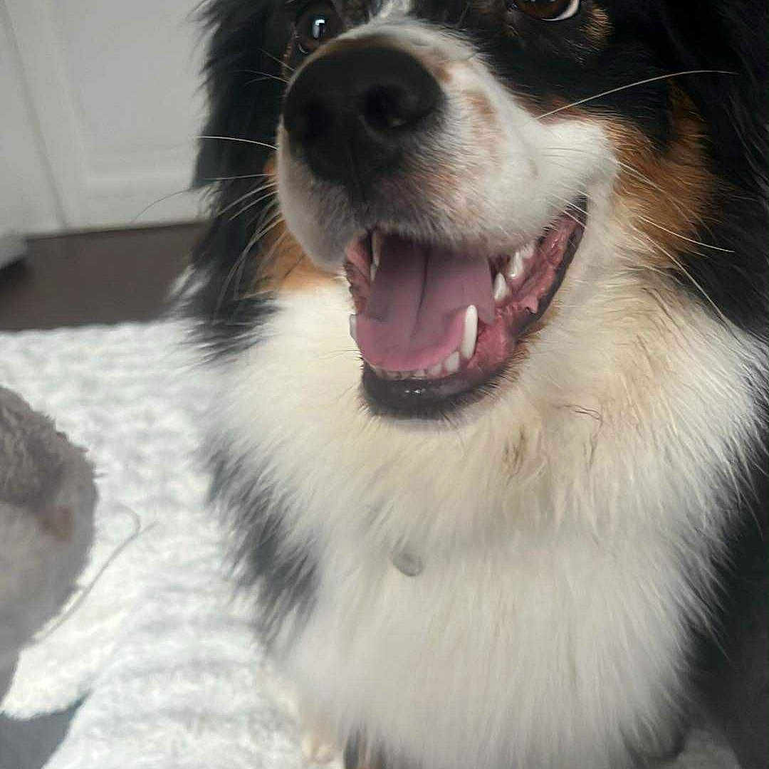 Milly participe au concours pour gagner de l'argent avec cette photo : australian_shepherd, bedding, blanket, close_up, collar, dog, excited, eyes, fur, happy, indoors, mouth, nose, paw, pet, portrait, sitting, snout, teeth, tongue