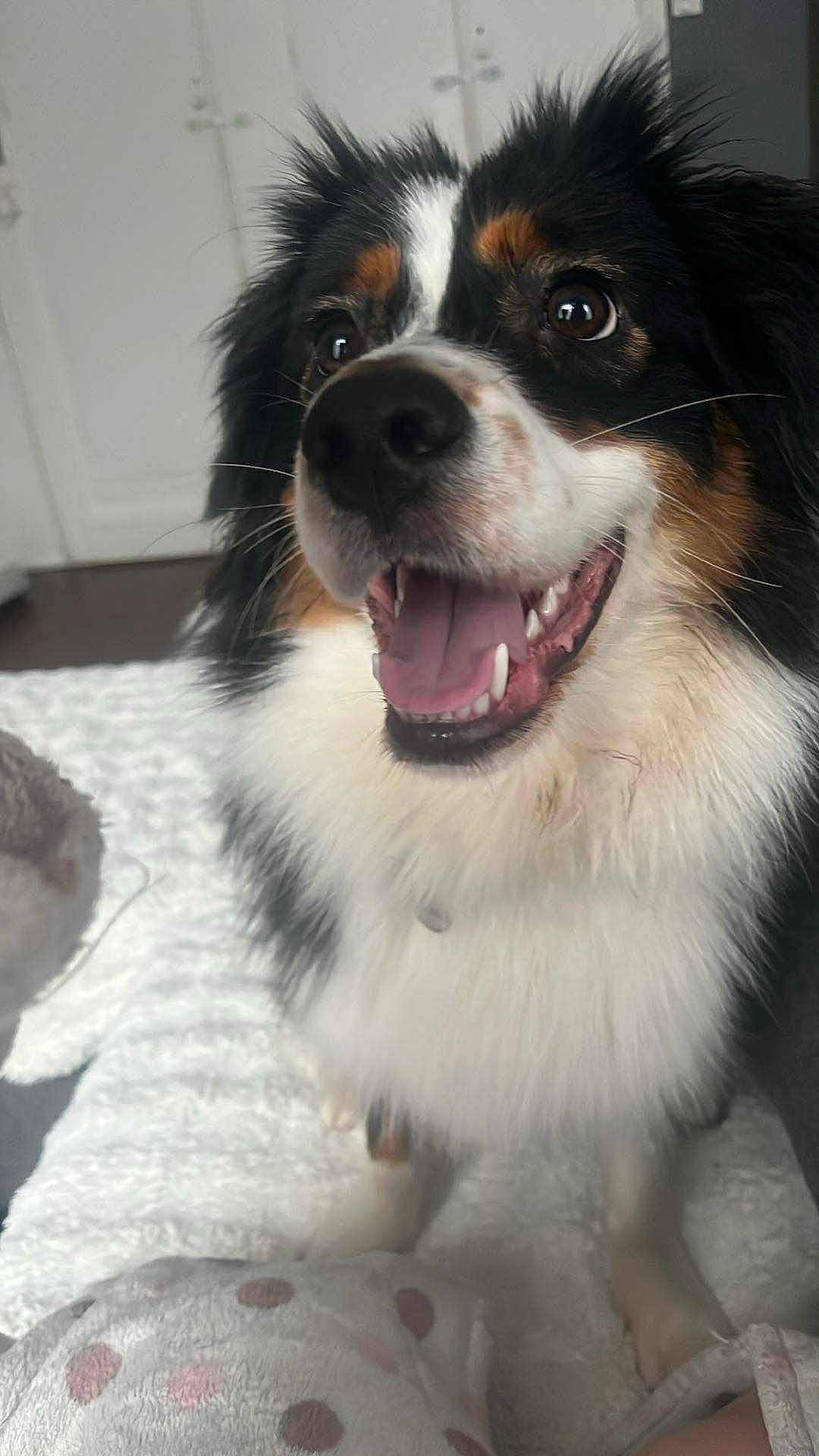 Milly participe au concours pour gagner de l'argent avec cette photo : australian_shepherd, bedding, blanket, close_up, collar, dog, excited, eyes, fur, happy, indoors, mouth, nose, paw, pet, portrait, sitting, snout, teeth, tongue