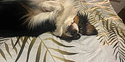 Milly a rejoint le concours — aidez-le/la à gagner de superbes lots ! bed, bedding, bedroom, closeup, cozy, dog, ear, fur, indoor, lamp, leaf_pattern, lying_on_back, nightstand, nose, paw, playful, portrait, toy_ball, tricolor, whiskers