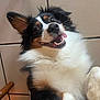 Milly a rejoint le concours — aidez-le/la à gagner de superbes lots ! australian_shepherd, close_up, cute, dog, ear, eyes, fluffy, fur, head_tilt, indoor, lying_down, nose, paw, playful, smiling, teeth, tile_floor, tongue_out, tricolor_dog, whiskers