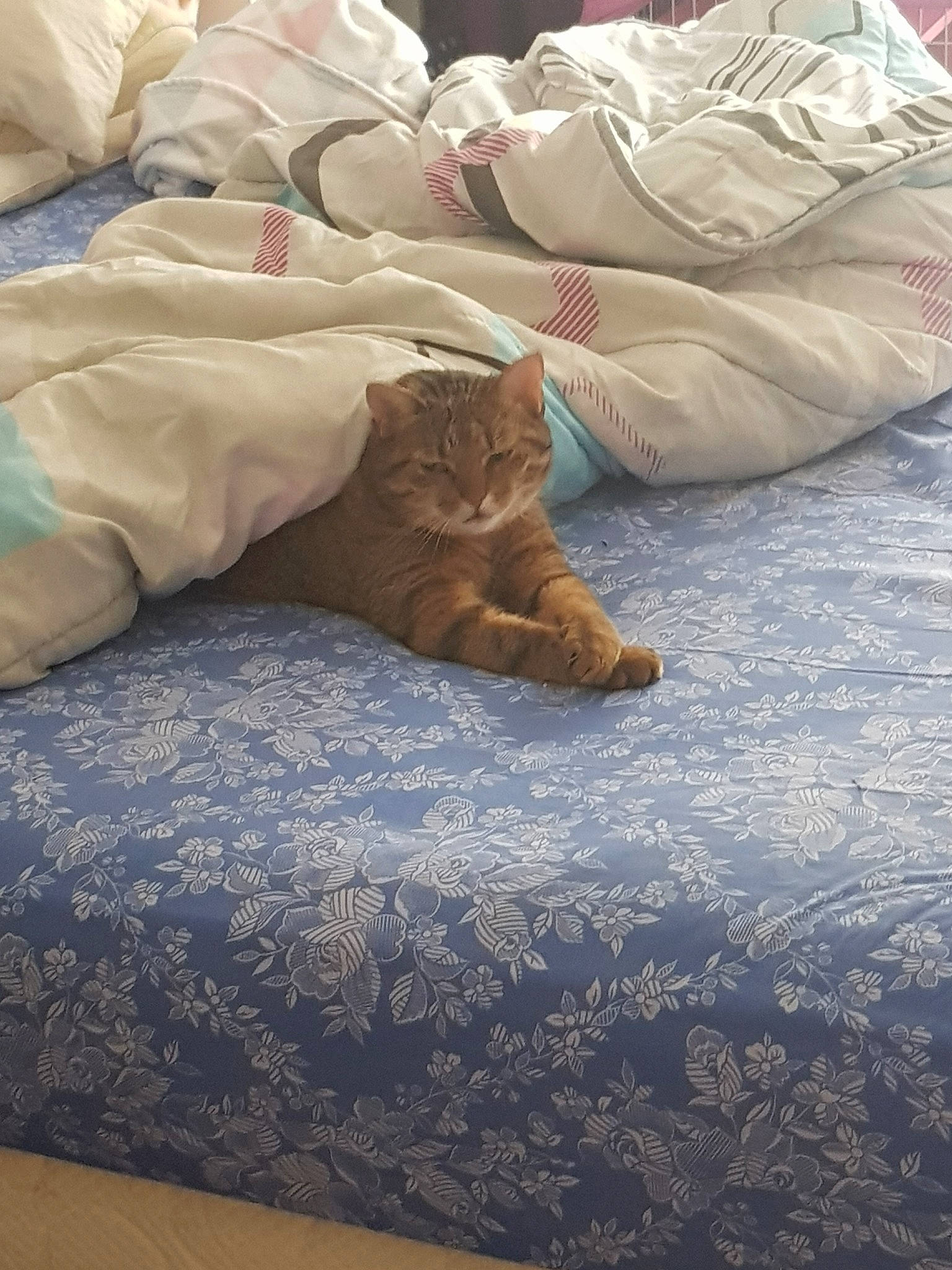 Câline a rejoint le concours — aidez-le/la à gagner de superbes lots ! bed, bed_sheet, bedroom, blanket, canidae, carnivore, cat, companion_dog, dog, dog_breed, fawn, fur, furniture, linens, nap, non_sporting_group, puppy, room, sleep, textile