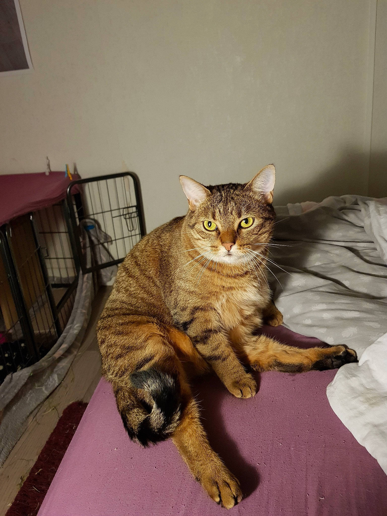 Câline participe au concours pour gagner de l'argent avec cette photo : asian, australian_mist, california_spangled, carnivore, cat, chausie, domestic_short_haired_cat, dragon_li, european_shorthair, felidae, fur, german_rex, mammal, ocicat, paw, pixie_bob, small_to_medium_sized_cats, tabby_cat, vertebrate, whiskers