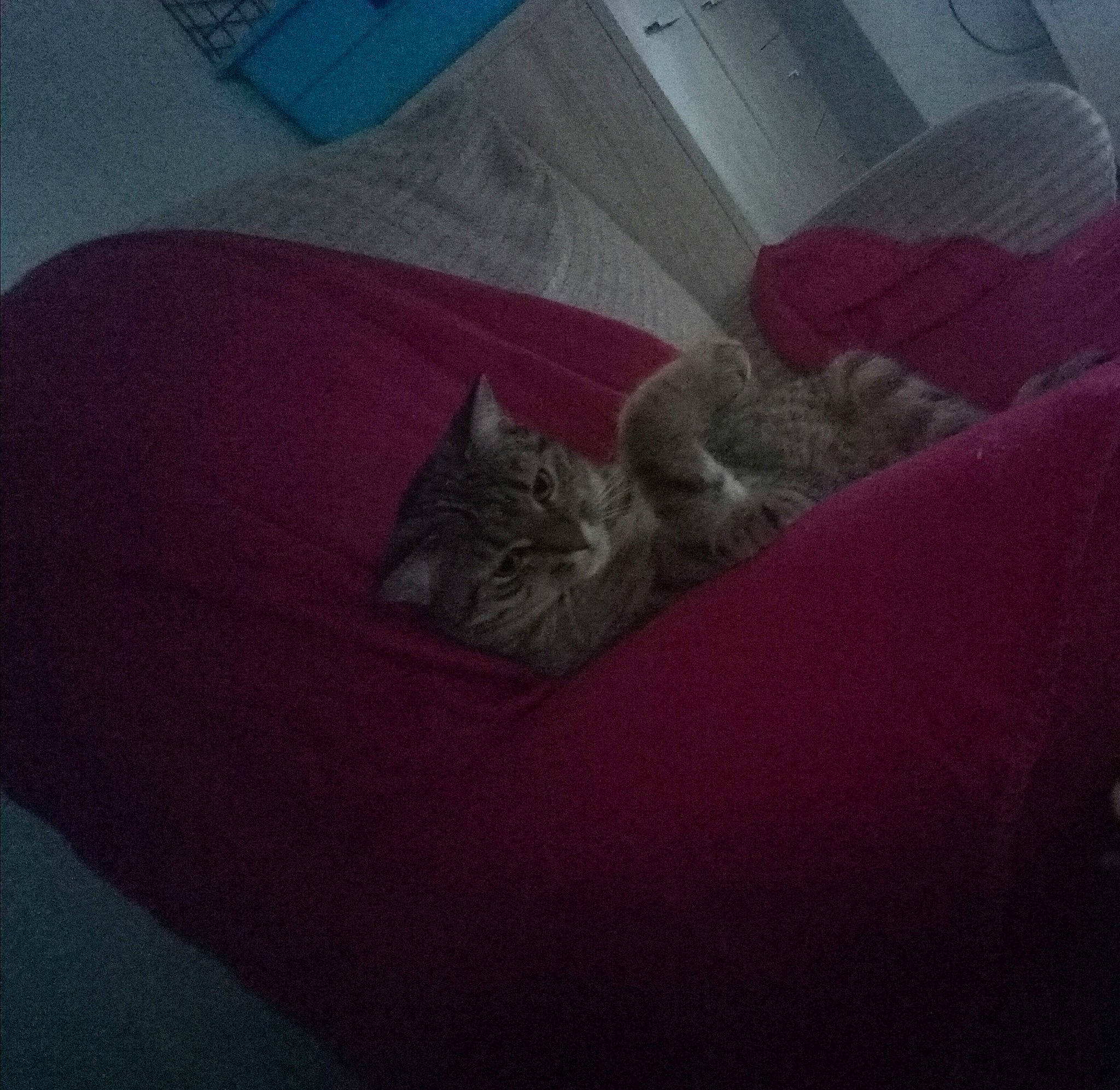 Câline participe au concours pour gagner de l'argent avec cette photo : cat, couch, felidae, furniture, kitten, nap, sky, sleep, small_to_medium_sized_cats, textile, whiskers