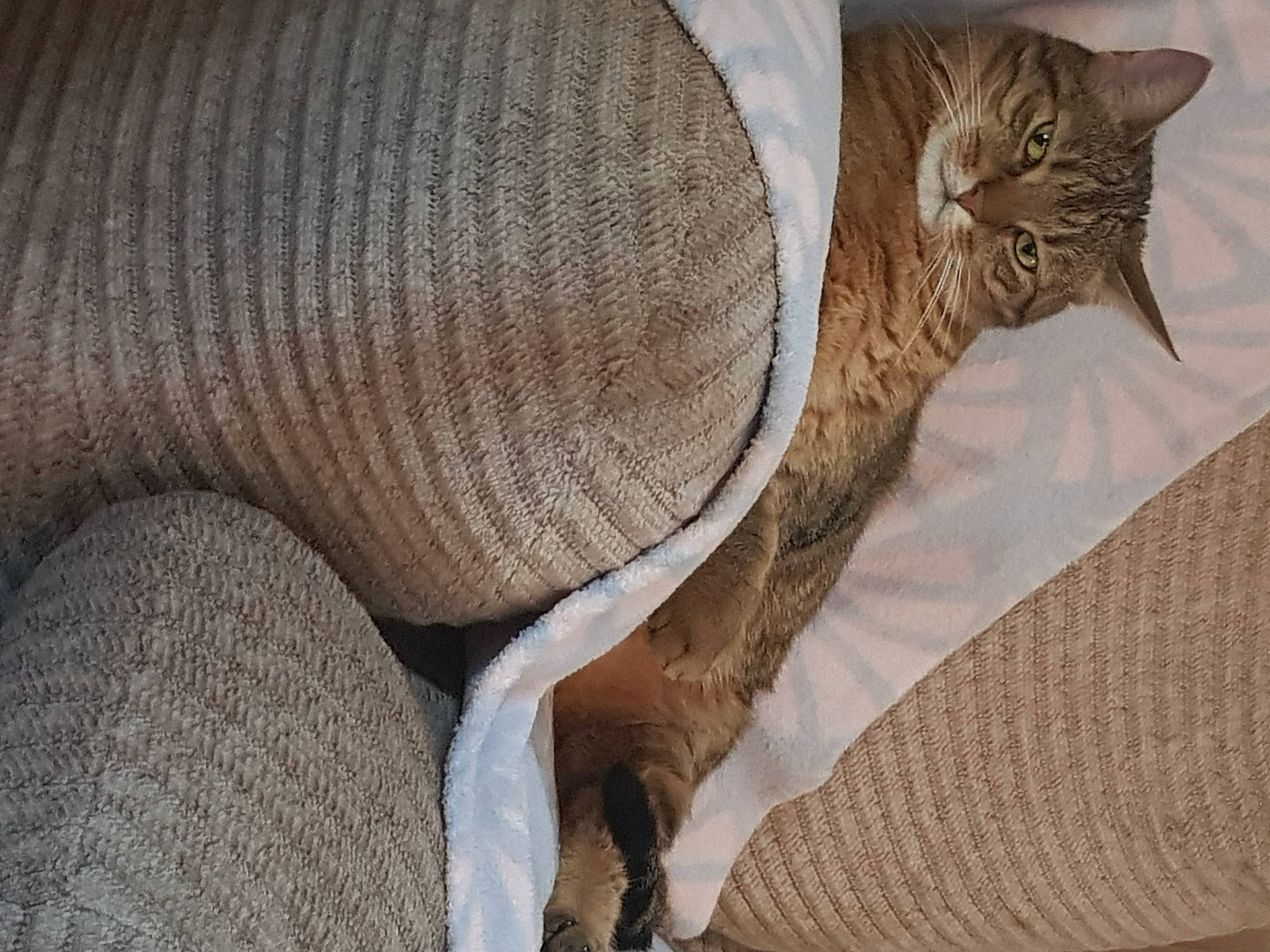 Câline a rejoint le concours — aidez-le/la à gagner de superbes lots ! carnivore, cat, comfort, domestic_short_haired_cat, fawn, felidae, foot, fur, grey, human_leg, linens, pattern, small_to_medium_sized_cats, tail, textile, thigh, tree, whiskers, wood, wool