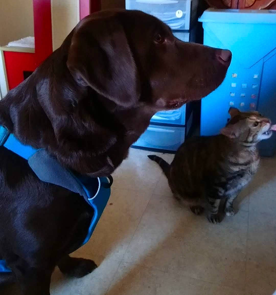Lesly participe au concours pour gagner de l'argent avec cette photo : beagador, canidae, carnivore, chesapeake_bay_retriever, companion_dog, dog, dog_breed, labrador_retriever, liver, pointing_breed, puppy, retriever, snout, sporting_group, tail