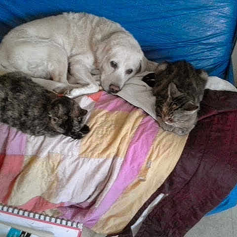 Patachou
