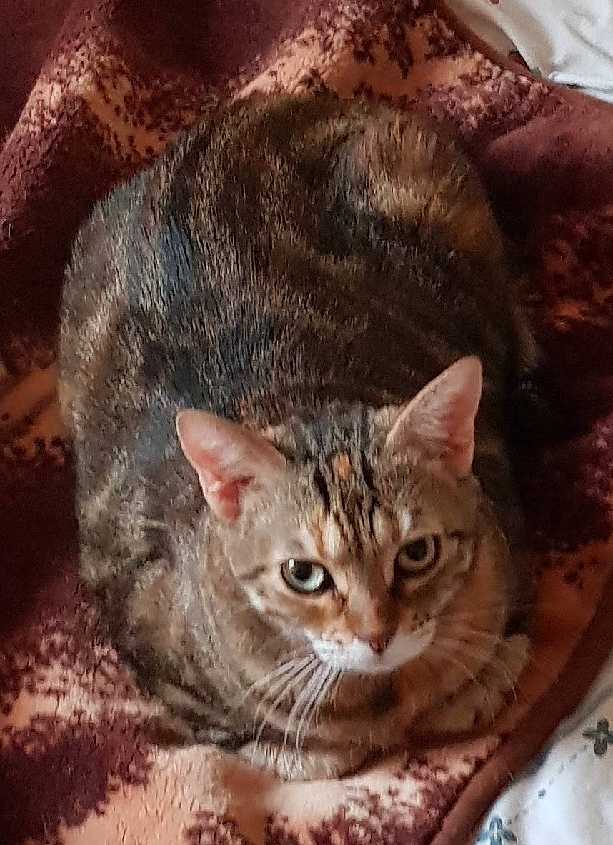Diademe participe au concours pour gagner de l'argent avec cette photo : arabian_mau, asian, australian_mist, california_spangled, carnivore, cat, chausie, domestic_short_haired_cat, dragon_li, european_shorthair, felidae, german_rex, kitten, mammal, ocicat, pixie_bob, small_to_medium_sized_cats, tabby_cat, vertebrate, whiskers