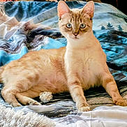 Galak participe au concours pour gagner de l'argent avec cette photo : cat, feline, blue_eyes, bed, blanket, foil_ball, curious, animal, pet, indoor, fur, whiskers, relaxed, laying, playful, domestic_cat, cute, mammal, nature_print, resting