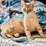 cat, feline, blue_eyes, bed, blanket, foil_ball, curious, animal, pet, indoor, fur, whiskers, relaxed, laying, playful, domestic_cat, cute, mammal, nature_print, resting