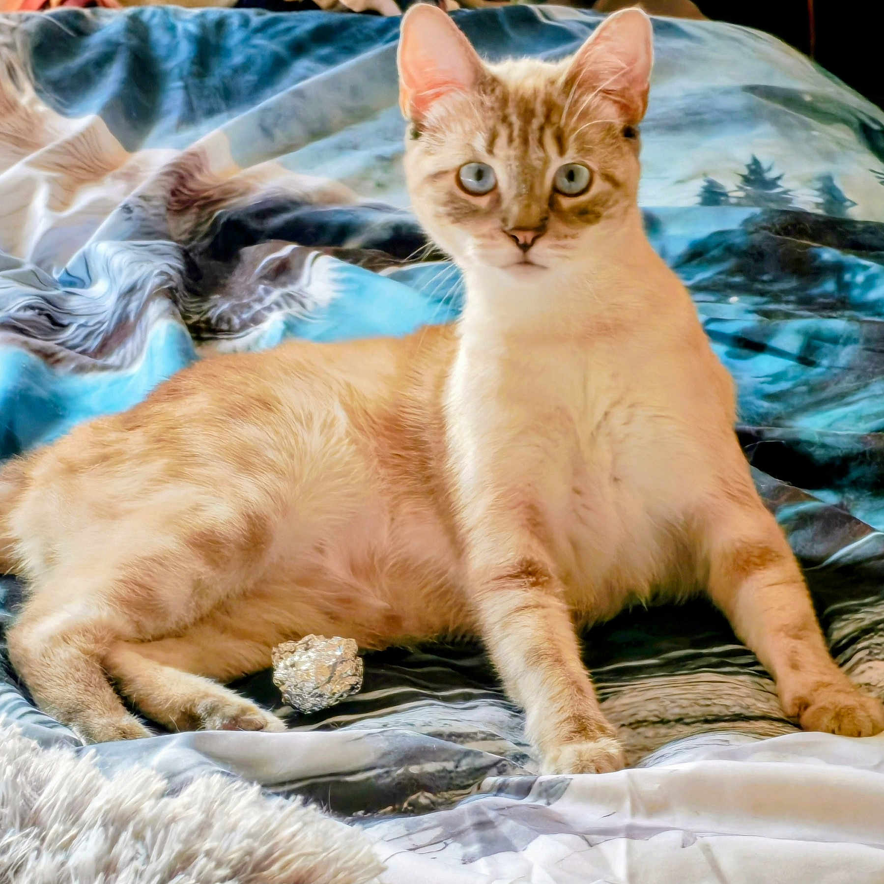 Galak participe au concours pour gagner de l'argent avec cette photo : cat, feline, blue_eyes, bed, blanket, foil_ball, curious, animal, pet, indoor, fur, whiskers, relaxed, laying, playful, domestic_cat, cute, mammal, nature_print, resting