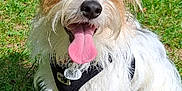 Lemon participe au concours pour gagner de l'argent avec cette photo : dog, grass, outdoor, pet, happy, tongue_out, fur, canine, animal, harness, tag, sunlight, smiling, ears, white_fur, brown_fur, sitting, nature, cute, playful