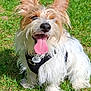dog, grass, outdoor, pet, happy, tongue_out, fur, canine, animal, harness, tag, sunlight, smiling, ears, white_fur, brown_fur, sitting, nature, cute, playful