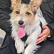 Lemon participe au concours pour gagner de l'argent avec cette photo : dog, pet, animal, happy, tongue_out, ears, fur, scruffy, lap, hands, person, clothing, jacket, pants, indoor, cute, companion, friendly, smiling, close_up