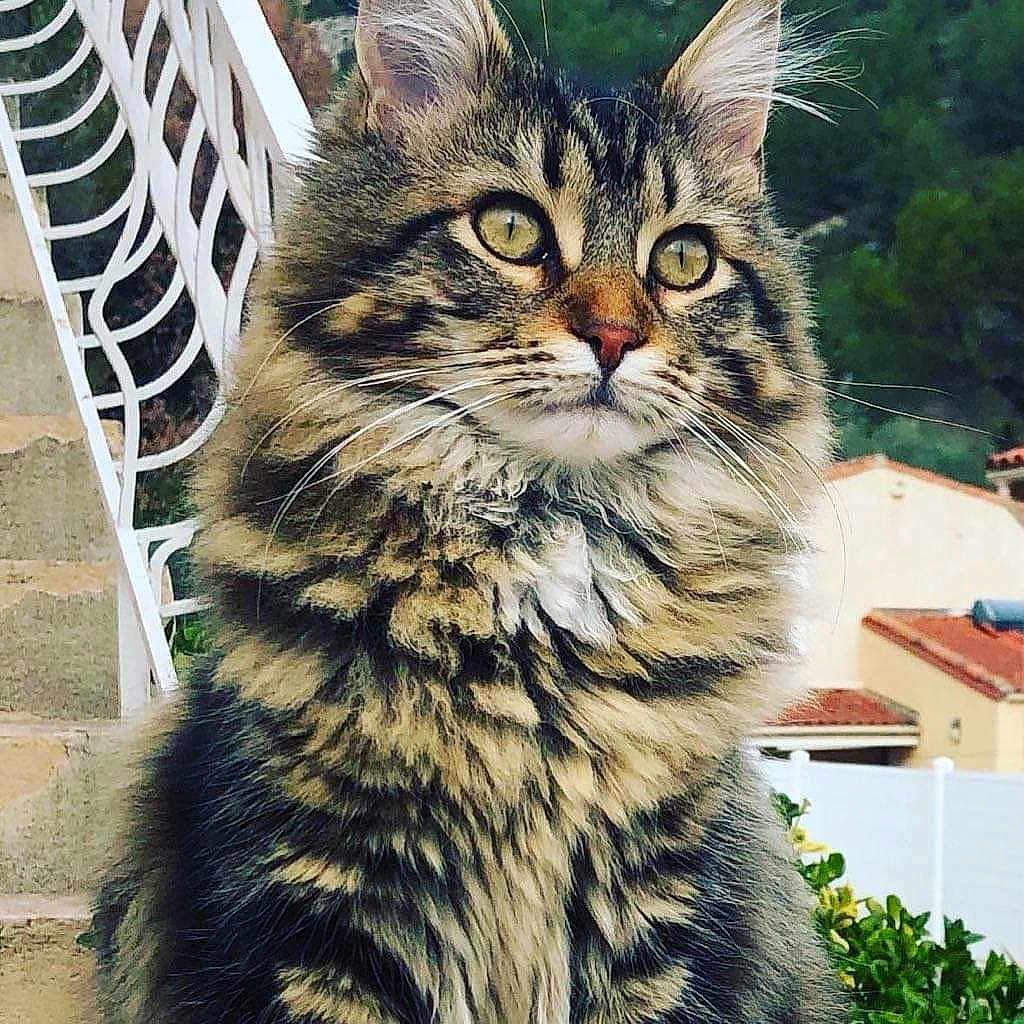 Simbad