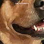 Koby James is registered to the contest to win money with this photo: carnivore, close_up, collar, companion_dog, dog, dog_breed, ear, fang, fawn, happy, jaw, nose, paw, photo_caption, selfie, smile, snapshot, snout, whiskers, working_animal