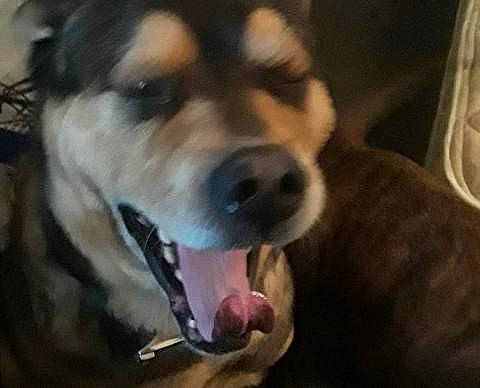 Koby James is registered to the contest to win money with this photo: alaskan_malamute, ancient_dog_breeds, canidae, carnivore, dog, dog_breed, labrador_husky, mammal, nose, puppy, shiba_inu, siberian_husky, snout, sporting_group, vertebrate, wolfdog, working_dog