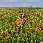 Symba a rejoint le concours — aidez-le/la à gagner de superbes lots ! dog, field, flowers, clover, grass, outdoor, nature, pet, happy, collar, sky, clouds, greenery, summer, animal, canine, plant, meadow, landscape, sunlight