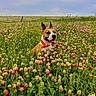 dog, field, flowers, clover, grass, outdoor, nature, pet, happy, collar, sky, clouds, greenery, summer, animal, canine, plant, meadow, landscape, sunlight