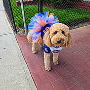 Xena joined the competition — help win amazing prizes! dog, poodle, costume, tutu, cheerleader, outdoor, sidewalk, fence, grass, pet, curly_fur, brown_dog, clothing, animal, looking, adorable, colorful, park, daytime, cute