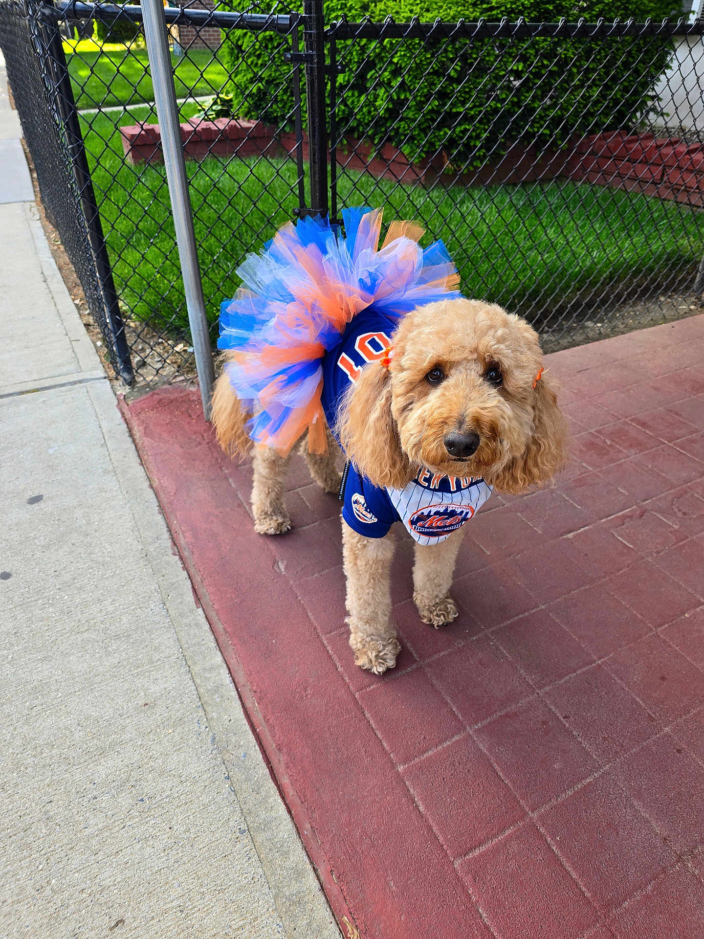 Xena joined the competition — help win amazing prizes! dog, poodle, costume, tutu, cheerleader, outdoor, sidewalk, fence, grass, pet, curly_fur, brown_dog, clothing, animal, looking, adorable, colorful, park, daytime, cute