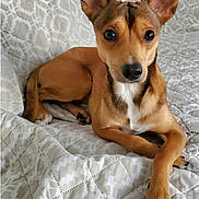Cholo joined the competition — help win amazing prizes! animal, bed, brown_fur, canine, companion, cute, dog, domestic_animal, ears, face, fur, indoor, looking_at_camera, paw, pet, portrait, quilted_blanket, resting, small_dog, white_fur