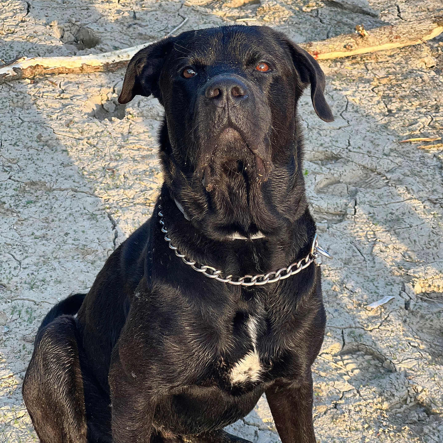 Pablo a rejoint le concours — aidez-le/la à gagner de superbes lots ! alert, animal, black_dog, canine, chain_collar, closeup, cracked_soil, daylight, dog, dry_ground, fur, loyal, mammal, nature, outdoor, pet, portrait, sitting, sunlight, watchful