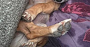 Lady is registered to the contest to win money with this photo: dog, sleeping, paw, blanket, person, clothing, indoor, resting, cute, small_dog, fur, relaxed, napping, purple, texture, cozy, animal, pet, paws, closeup