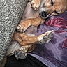 dog, sleeping, paw, blanket, person, clothing, indoor, resting, cute, small_dog, fur, relaxed, napping, purple, texture, cozy, animal, pet, paws, closeup