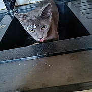 Haddok participe au concours pour gagner de l'argent avec cette photo : alloywheel, animal, bodypart, car, carwheel, cat, kitten, machine, manx, mouth, person, pet, sink, sinkfaucet, spoke, tap, tire, transportation, vehicle, wheel