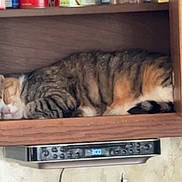 Missy joined the competition — help win amazing prizes! cat, tabby, sleeping, kitchen, shelf, pantry, food, container, indoor, pet, cozy, feline, resting, domestic_animal, wood, appliance, clock, canned_food, relaxation, household