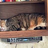 appliance, canned_food, cat, clock, container, cozy, domestic_animal, feline, food, household, indoor, kitchen, pantry, pet, relaxation, resting, shelf, sleeping, tabby, wood