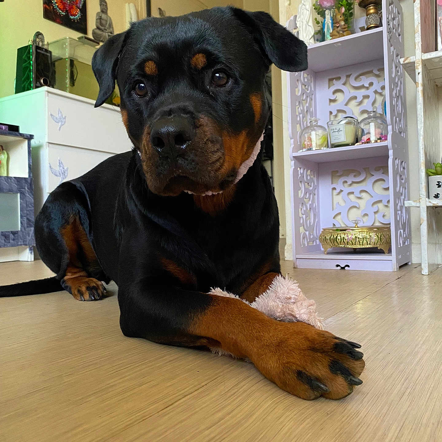 Athena participe au concours pour gagner de l'argent avec cette photo : animal, architecture, building, bulldog, canine, dog, face, furniture, hardwood, head, indoors, interiordesign, livingroom, person, pet, puppy, room, shelf, stainedwood, wood