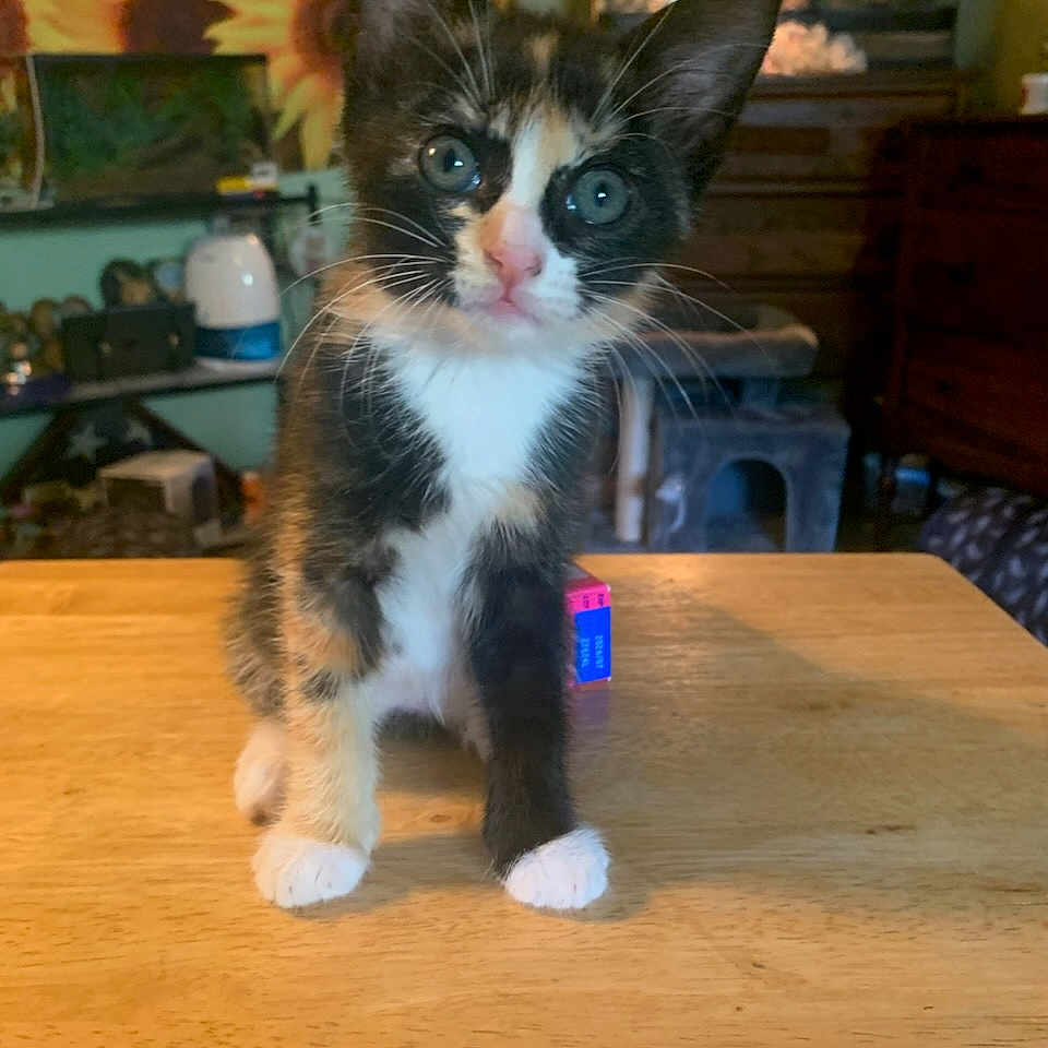 Rouge is registered to the contest to win money with this photo: animal, calico, cat, curious, cute, decor, domestic_cat, ears, eyes, furniture, indoor, kitten, pet, small, standing, sunflower, table, whiskers, wooden_table, young