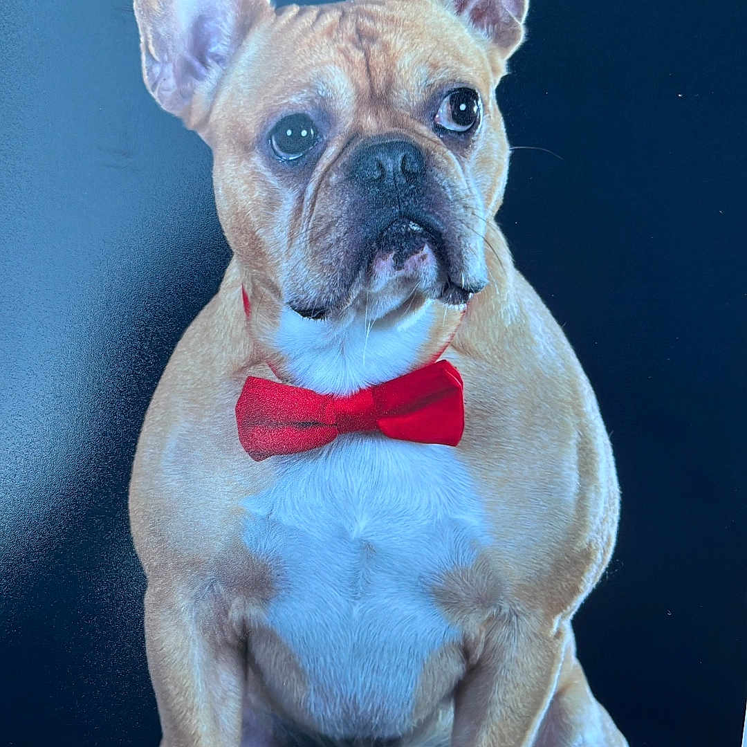 Oups a rejoint le concours — aidez-le/la à gagner de superbes lots ! accessories, animal, bowtie, boxer, bulldog, canine, dog, formalwear, frenchbulldog, pet, pitbull, puppy, tie