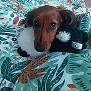 Brooklin participe au concours pour gagner de l'argent avec cette photo : dog, bed, bedding, plush_toy, brown_dog, indoor, cute, pet, animal, soft_toy, patterned_bedspread, resting, cozy, snuggling, comfort, close_up, domestic_animal, sleepy, fur, ears
