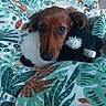 dog, bed, bedding, plush_toy, brown_dog, indoor, cute, pet, animal, soft_toy, patterned_bedspread, resting, cozy, snuggling, comfort, close_up, domestic_animal, sleepy, fur, ears